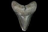 Fossil Megalodon Tooth - Serrated Blade #95319-1